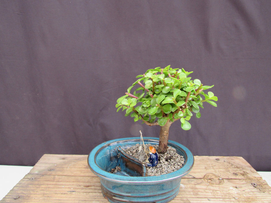 Baby Jade Land & Water Bonsai Tree Back