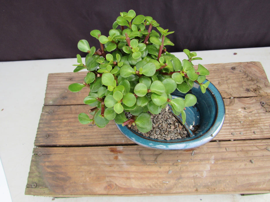 Baby Jade Land & Water Bonsai Tree Canopy