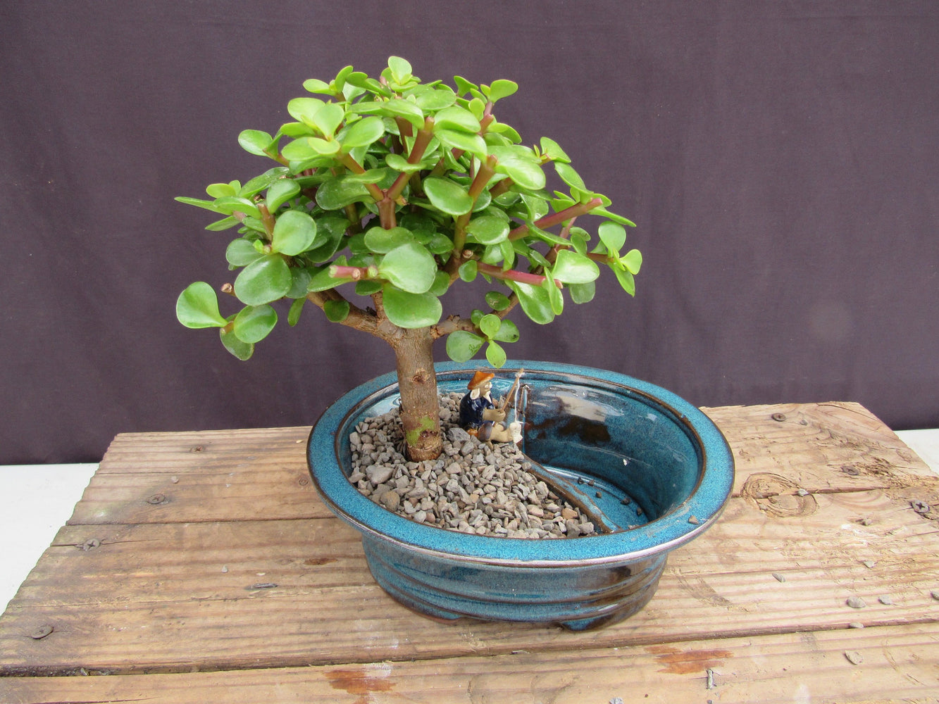 Baby Jade Land & Water Bonsai Tree