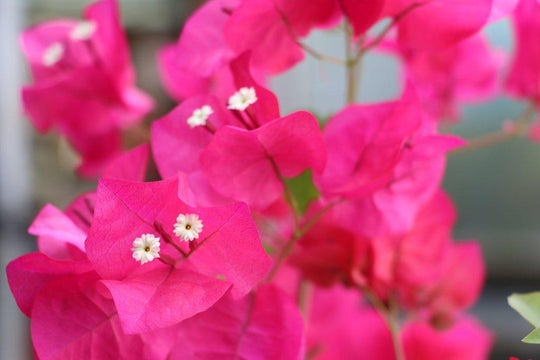 Bougainvillea Bonsai Tree