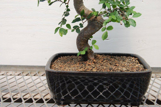 Shaped Chinese Elm Bonsai Kokedama – Tranquil Plants