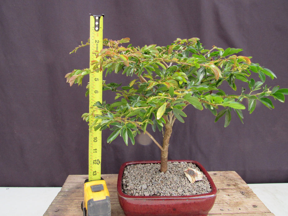 Flowering Red Dwarf Powder Puff Bonsai Tree Height