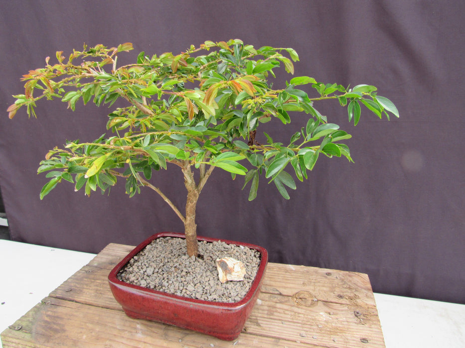 Flowering Red Dwarf Powder Puff Bonsai Tree Trunk