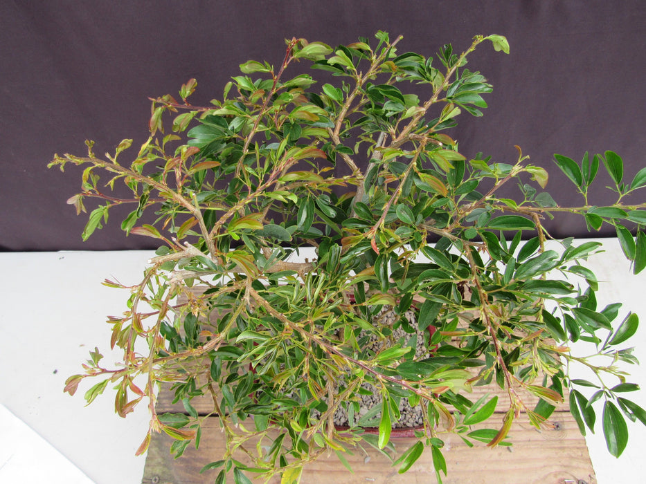 Flowering Red Dwarf Powder Puff Bonsai Tree Canopy