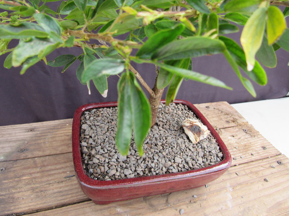 Flowering Red Dwarf Powder Puff Bonsai Tree Bark