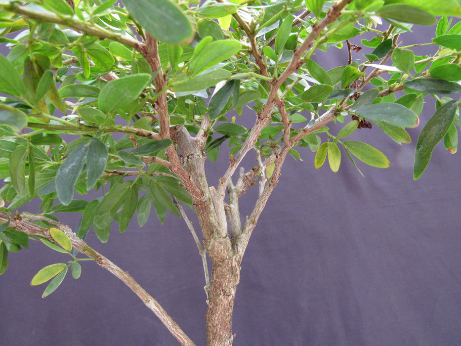 Flowering Red Dwarf Powder Puff Bonsai Tree Branches