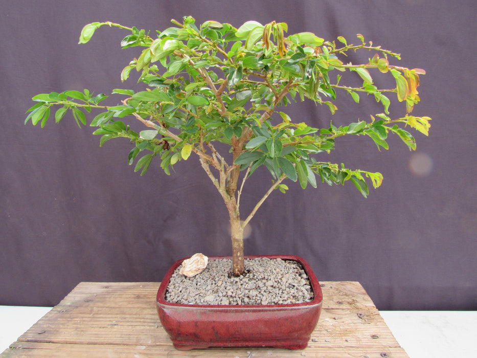 Flowering Red Dwarf Powder Puff Bonsai Tree Back