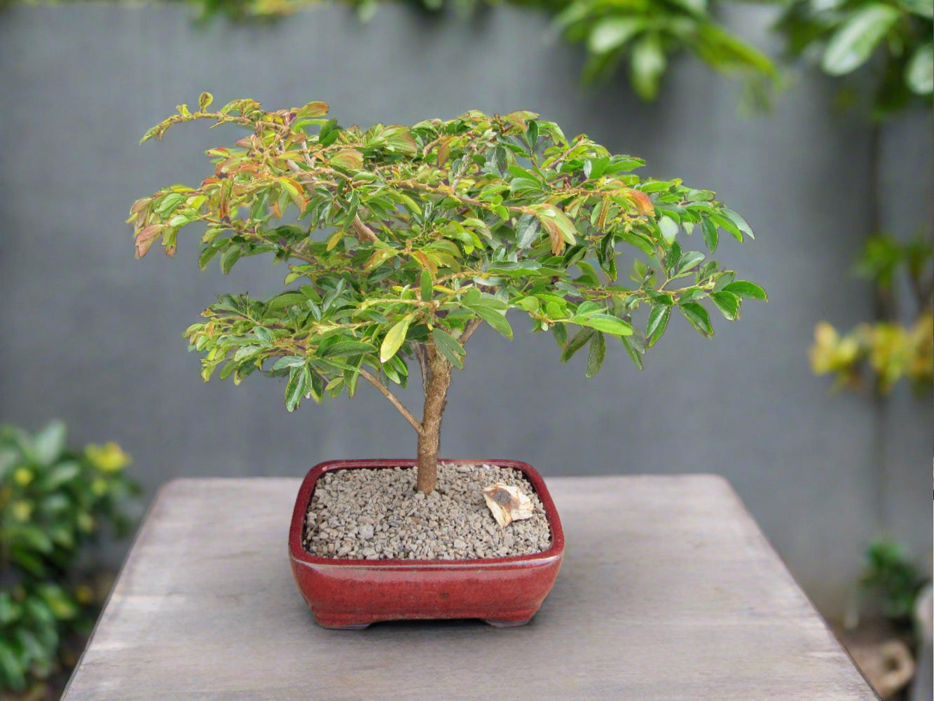 Flowering Red Dwarf Powder Puff Bonsai Tree