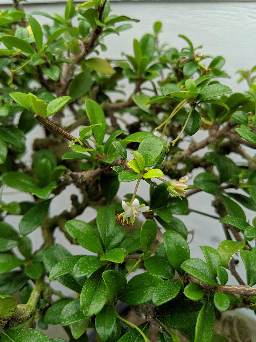 Fukien Tea Bonsai Tree - Informal Upright Style