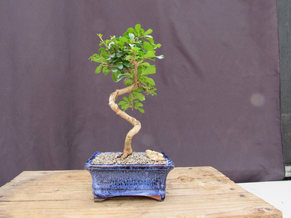  Small Curved Trunk Style Fukien Tea Bonsai Tree Shape