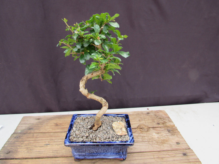  Small Curved Trunk Style Fukien Tea Bonsai Tree Canopy