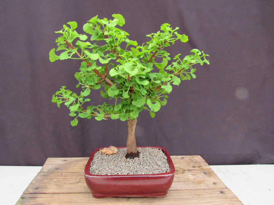 Large Ginkgo Bonsai Tree Back