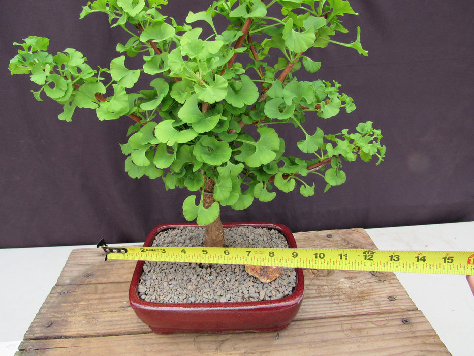 Large Ginkgo Bonsai Tree Size