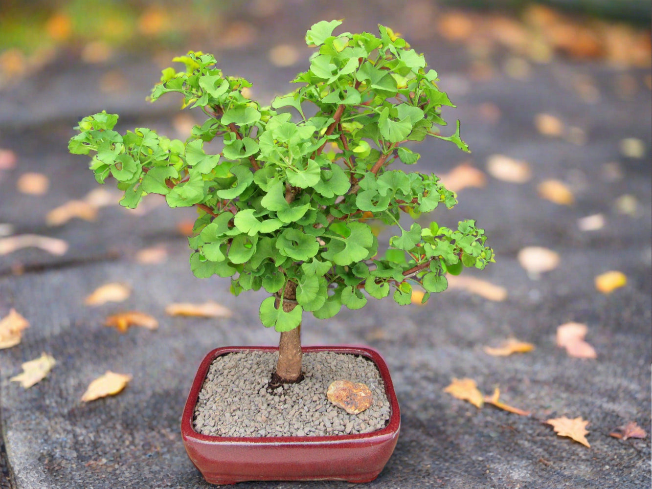 Large Ginkgo Bonsai Tree