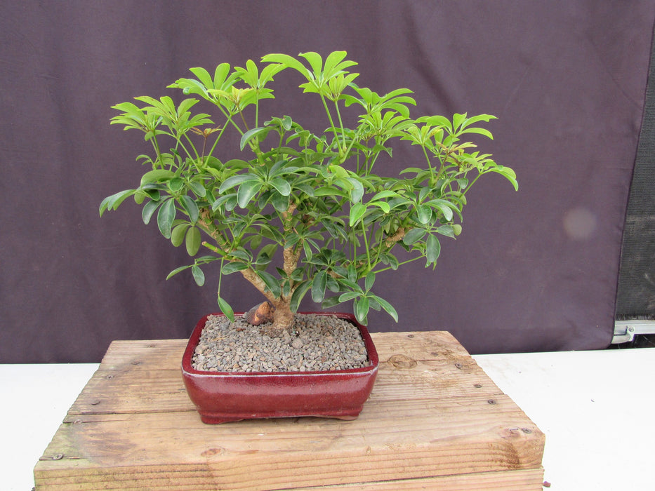 Large Hawaiian Umbrella Bonsai Tree Back