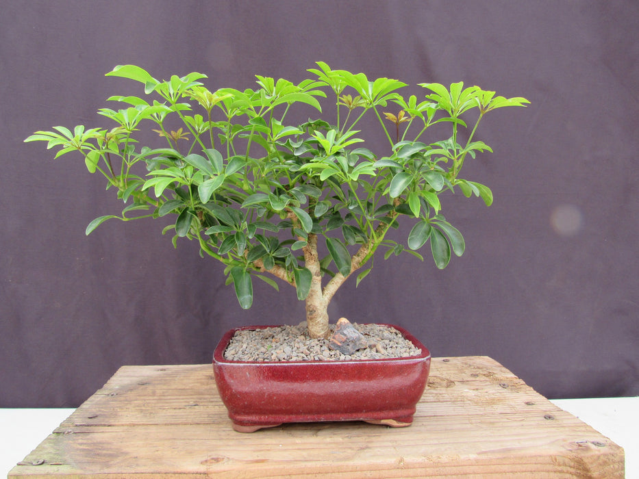 Large Hawaiian Umbrella Bonsai Tree Profile