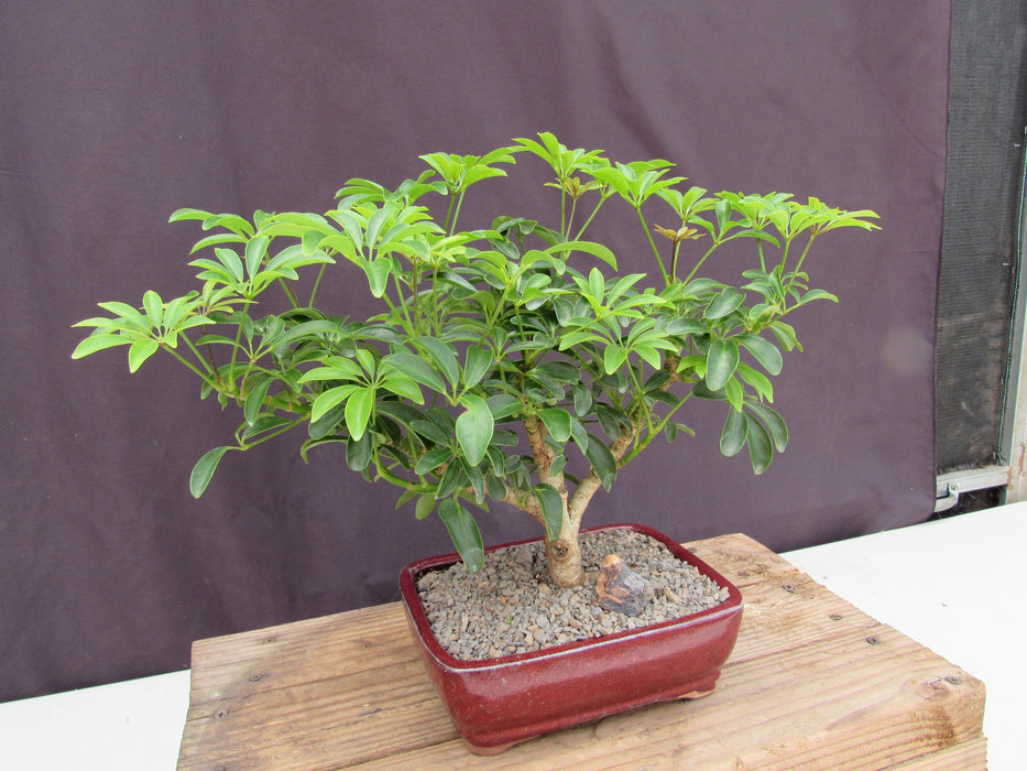 Large Hawaiian Umbrella Bonsai Tree Side