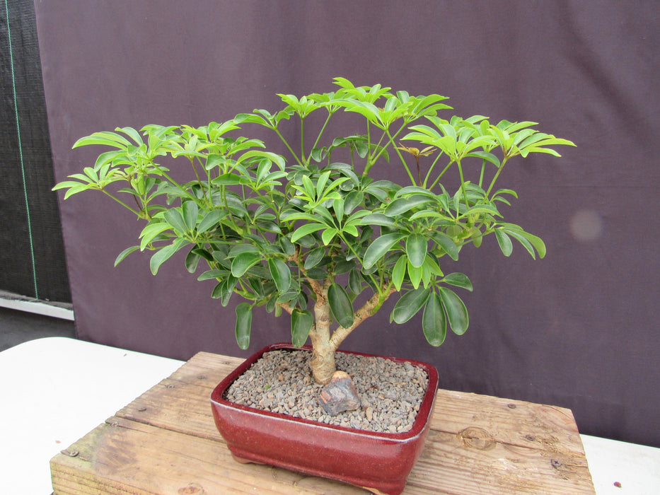 Large Hawaiian Umbrella Bonsai Tree Soft Side