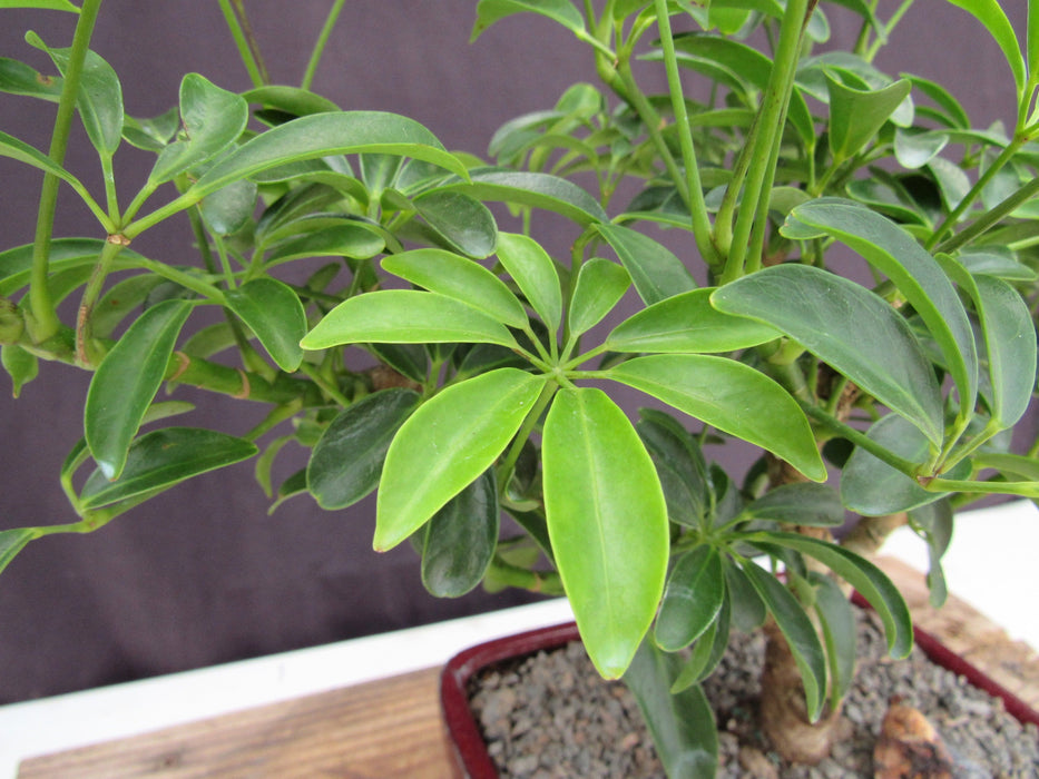 Large Hawaiian Umbrella Bonsai Tree Foliage