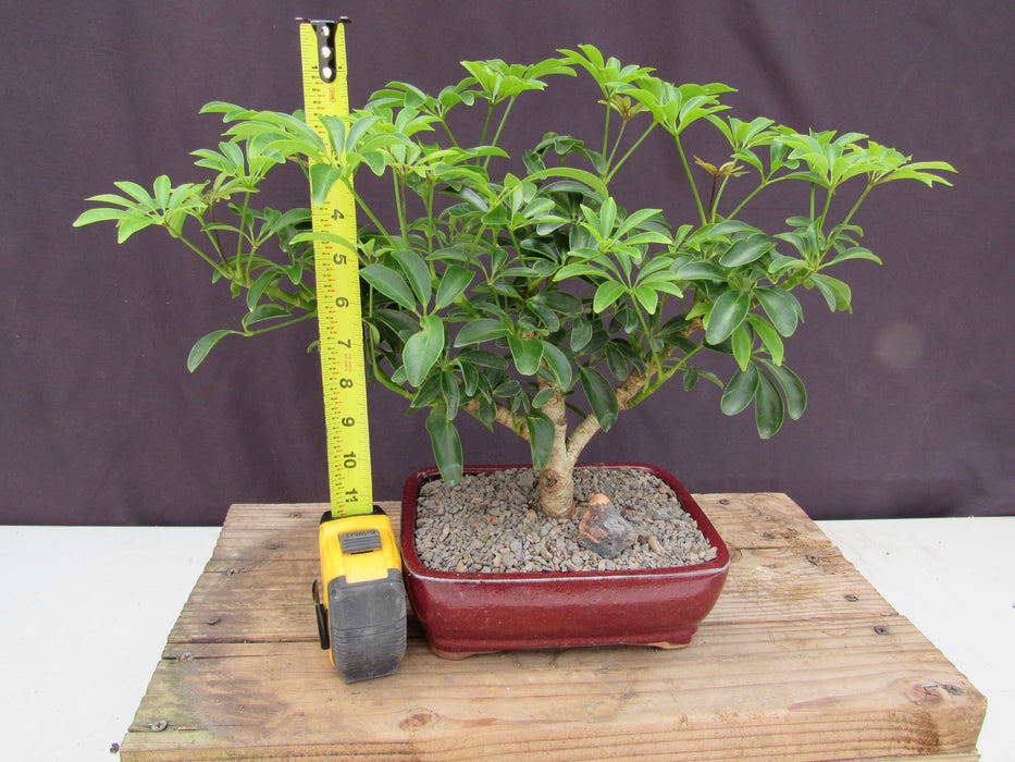 Large Hawaiian Umbrella Bonsai Tree Height