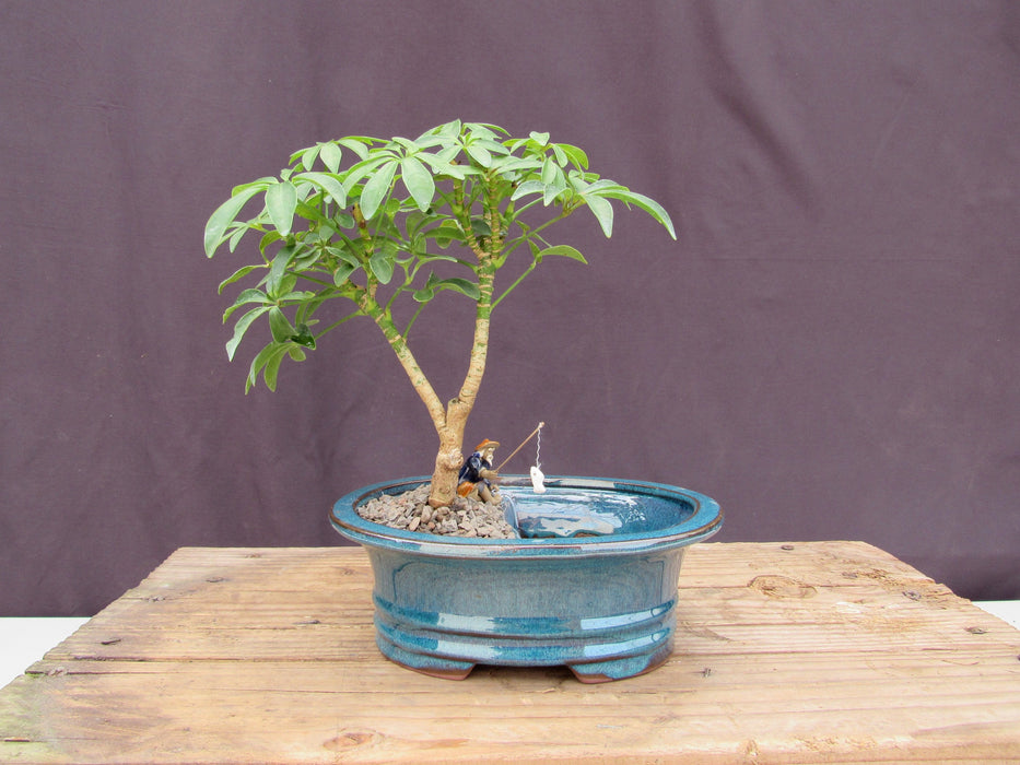 Hawaiian Umbrella Land and Water Bonsai Tree Profile