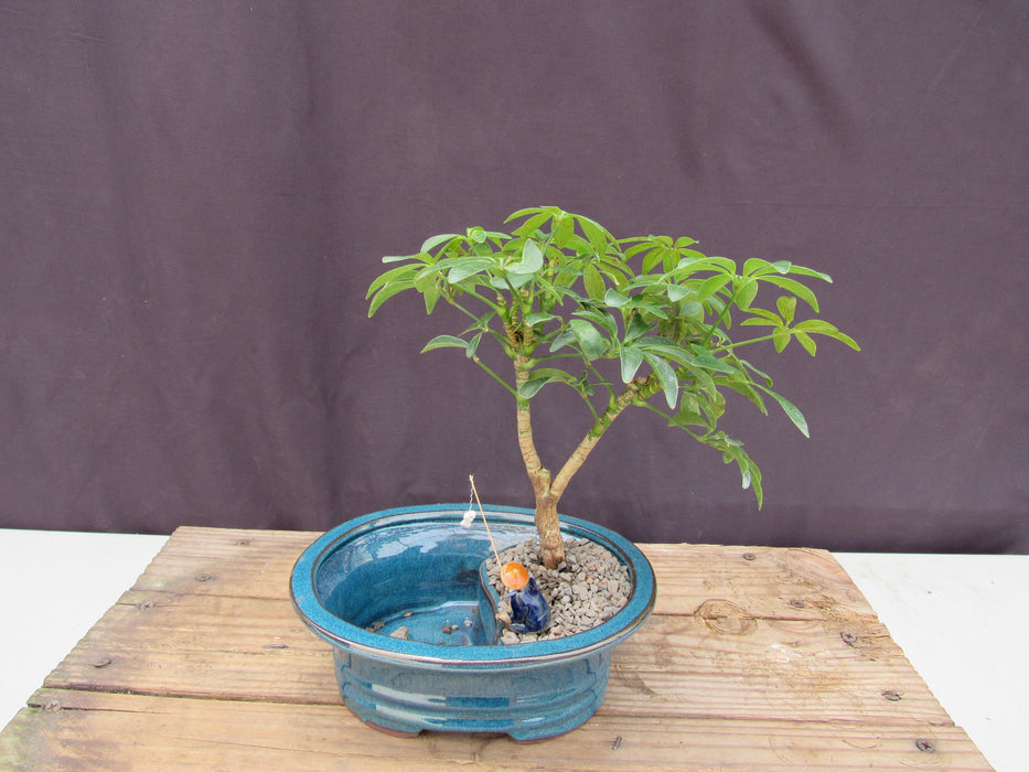 Hawaiian Umbrella Land and Water Bonsai Tree Back