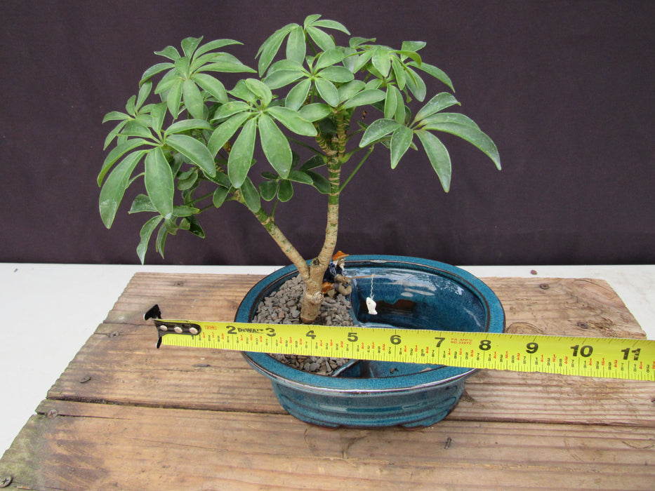 Hawaiian Umbrella Land and Water Bonsai Tree Size