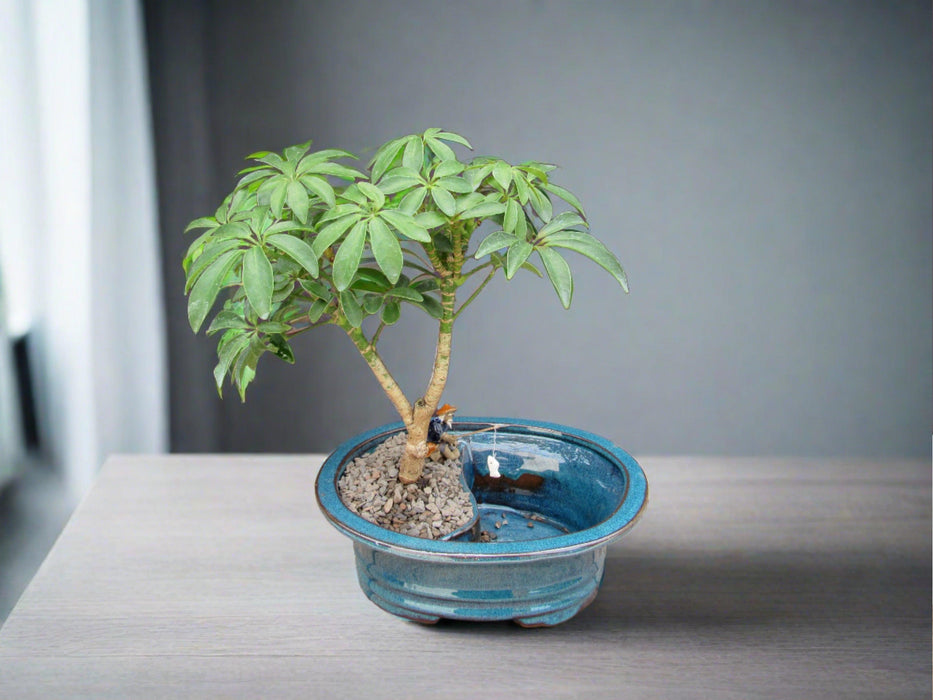 Hawaiian Umbrella Land and Water Bonsai Tree