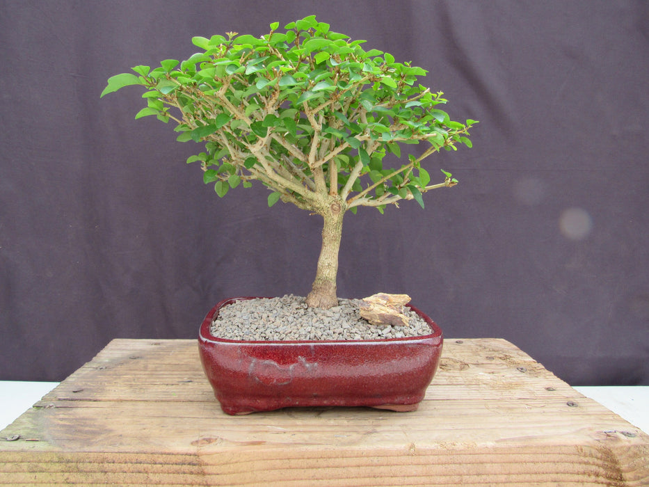 Large Flowering Parrot Beak Bonsai Tree Profile