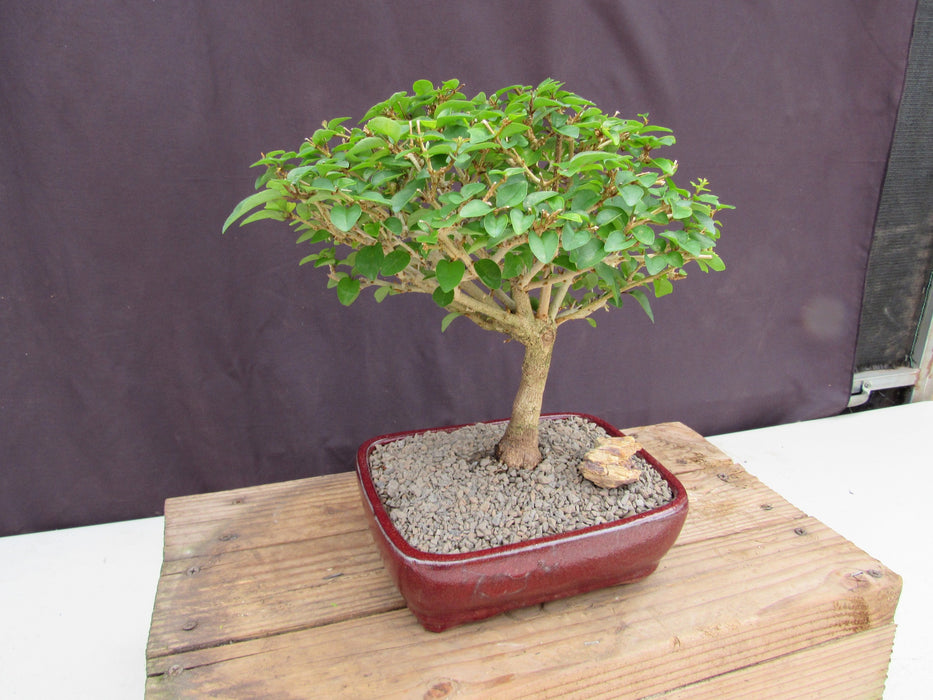 Large Flowering Parrot Beak Bonsai Tree Side