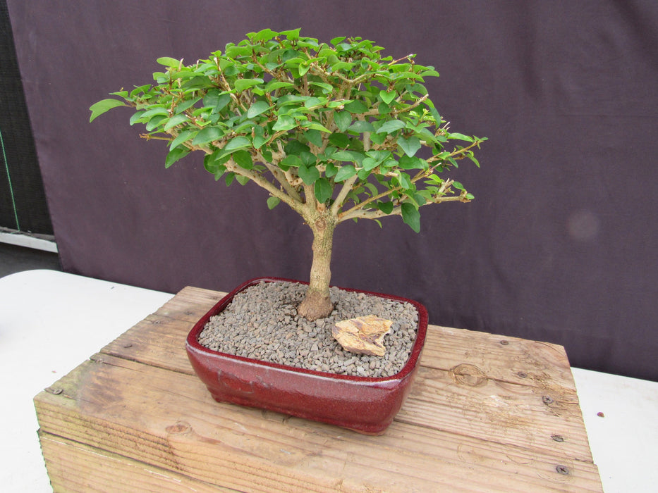 Large Flowering Parrot Beak Bonsai Tree Trunk