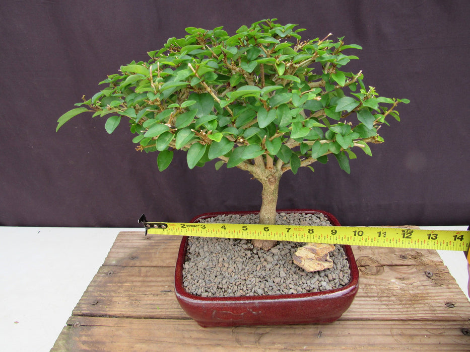 Large Flowering Parrot Beak Bonsai Tree Size