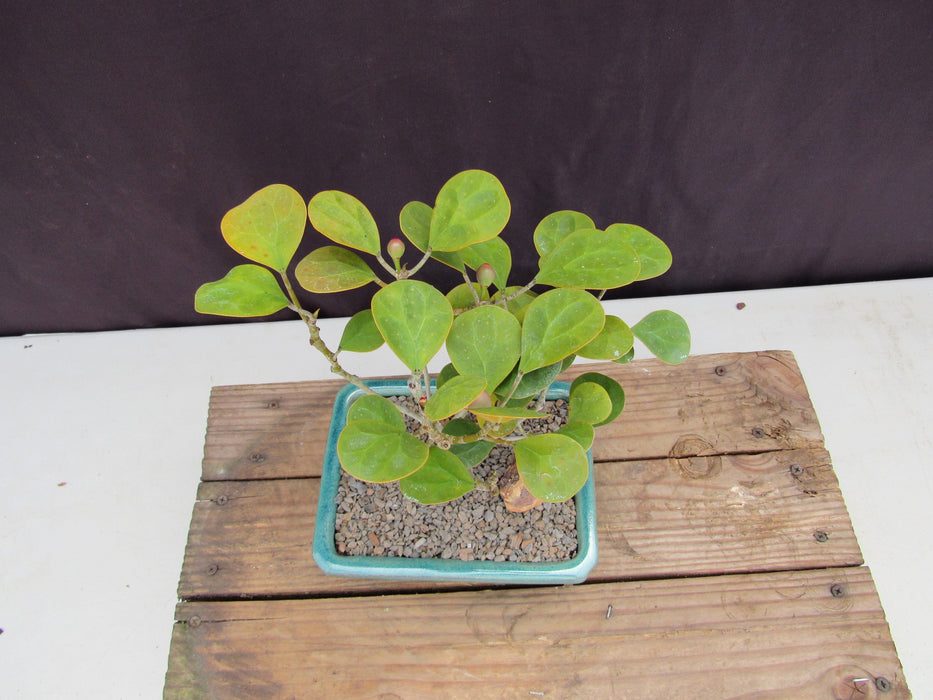 Mistletoe Fig Bonsai Tree Foliage