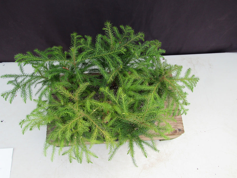 Norfolk Island Pine 5 Tree Forest Bonsai Tree Canopy