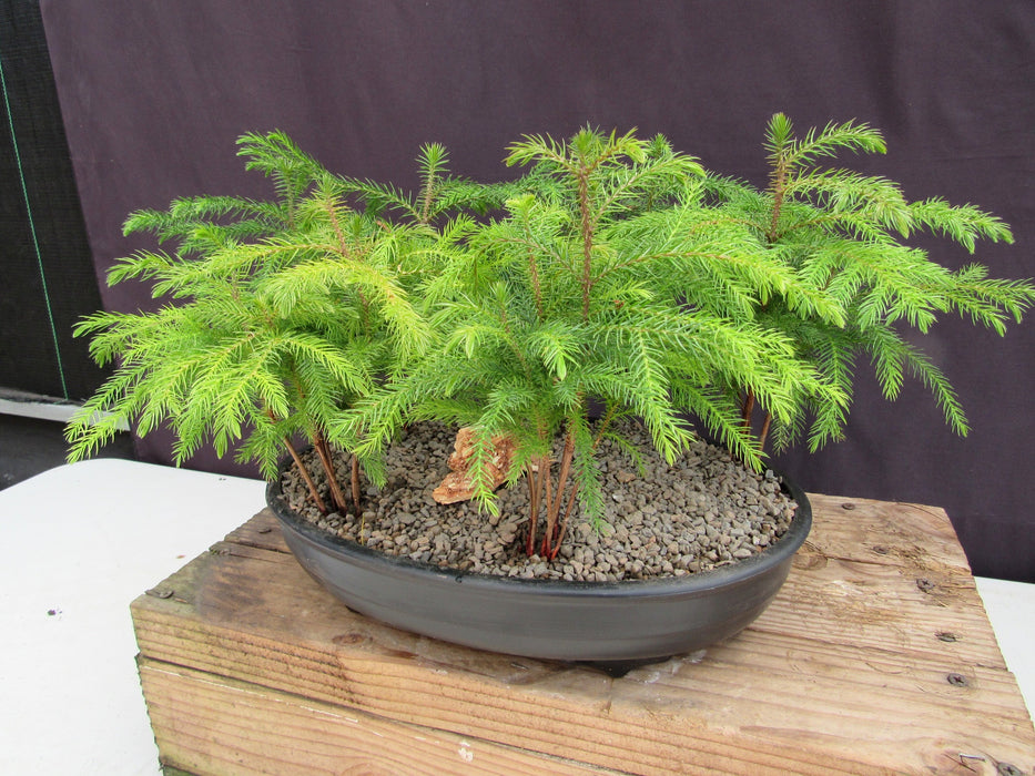 Norfolk Island Pine 5 Tree Forest Bonsai Tree Side