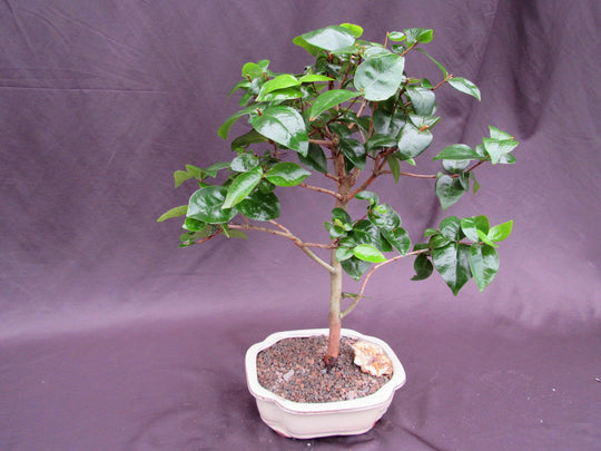 Surinam Cherry - 2 to 3 Feet Tall - Ship in 3Gal newest Pot