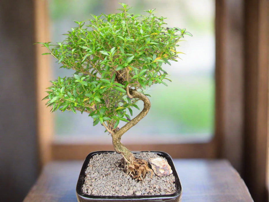 Thousand Star Serissa Bonsai Tree - Medium Curved Trunk