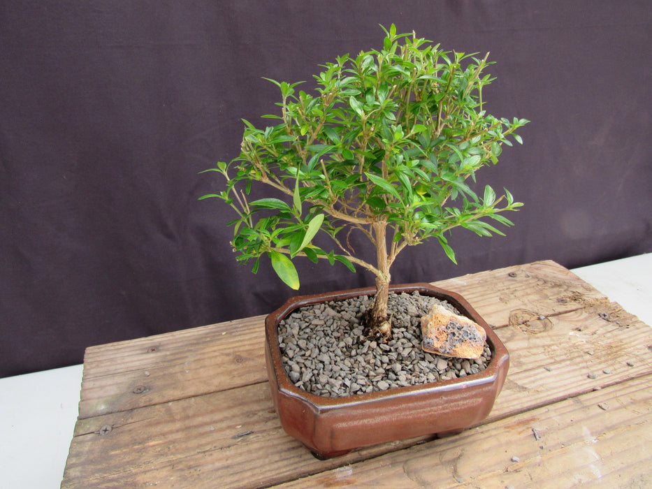 Small Thousand Star Serissa Bonsai Tree Side