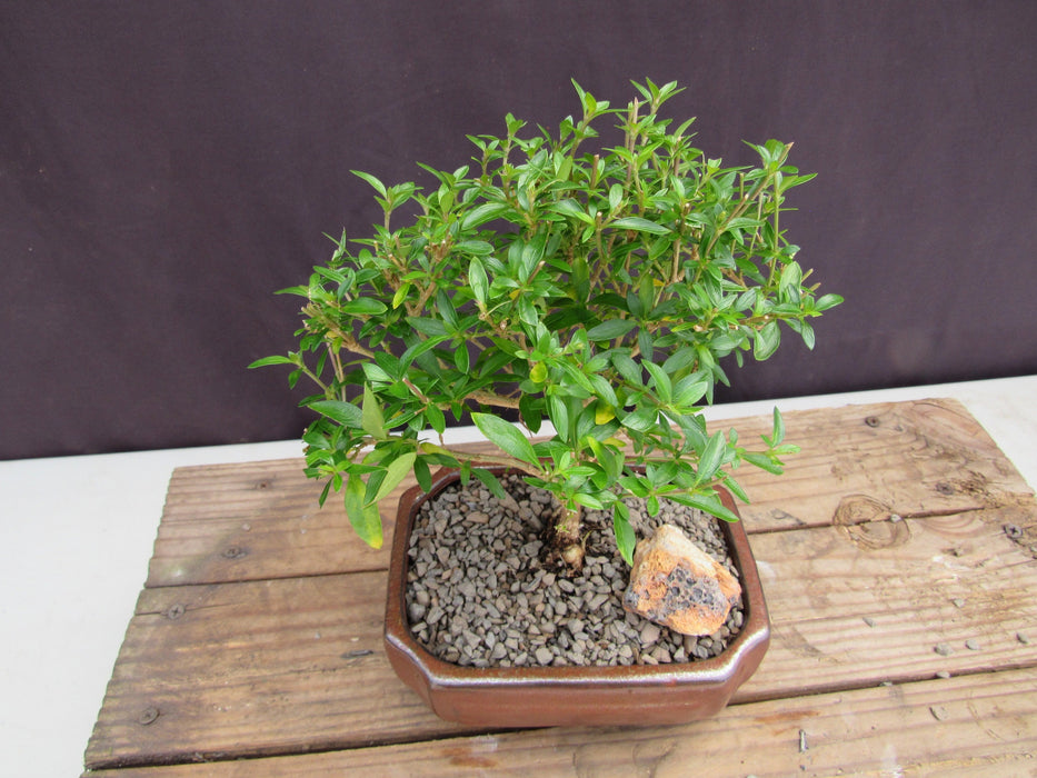 Small Thousand Star Serissa Bonsai Tree Canopy