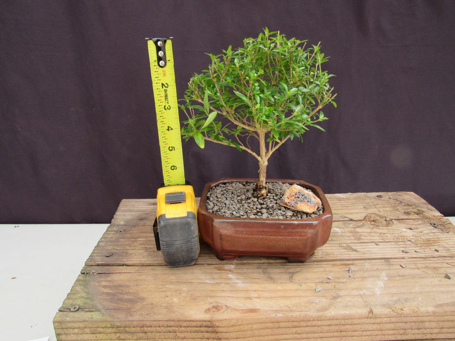 Small Thousand Star Serissa Bonsai Tree Height