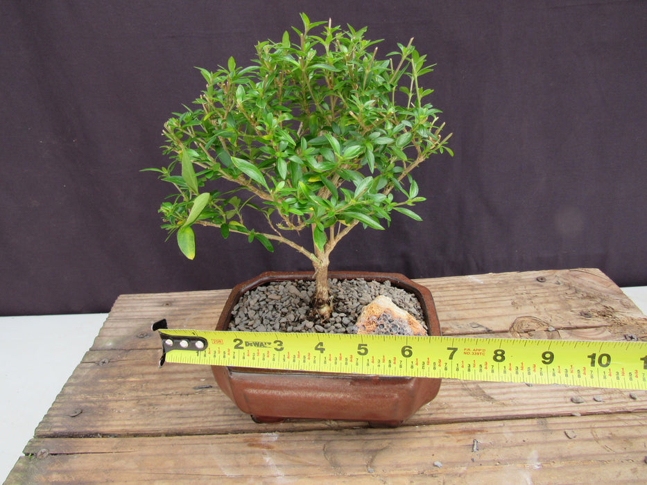 Small Thousand Star Serissa Bonsai Tree Size