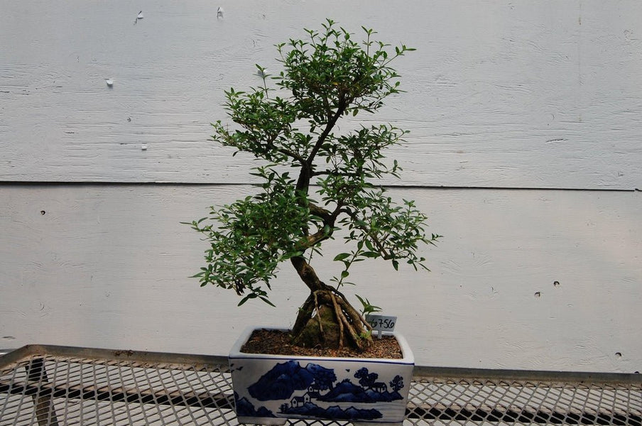 18 Year Old Thousand Star Serissa Flowering Root Over Rock Specimen Bo