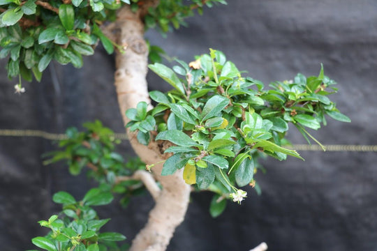 22 Year Old Flowering Fukien Tea Specimen Bonsai Tree - Curved Trunk