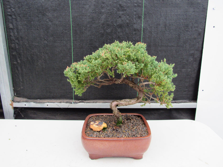 22 Year Old Juniper Specimen Bonsai Tree Back