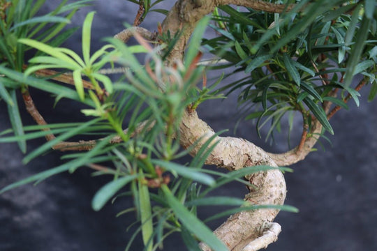 How to grow and care for an indoor bonsai tree