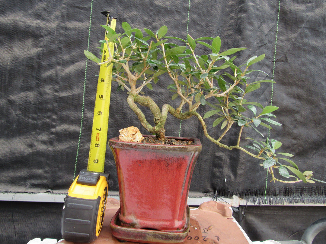 24 Year Old European Olive Semi-Cascade Coil Specimen Bonsai Tree