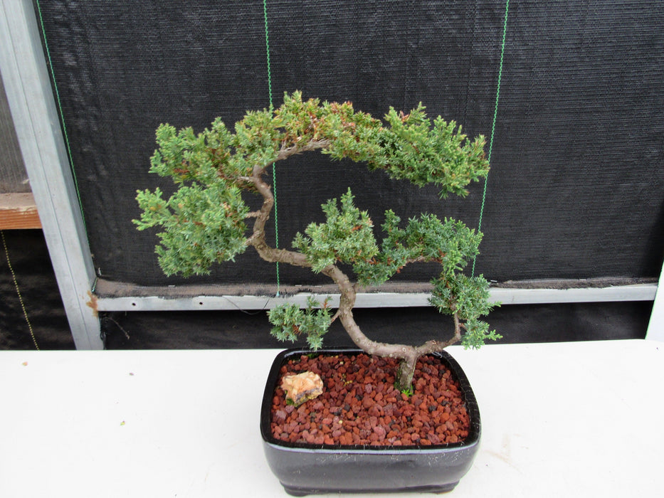 24 Year Old Juniper Specimen Leaning Literati Bonsai Tree Back