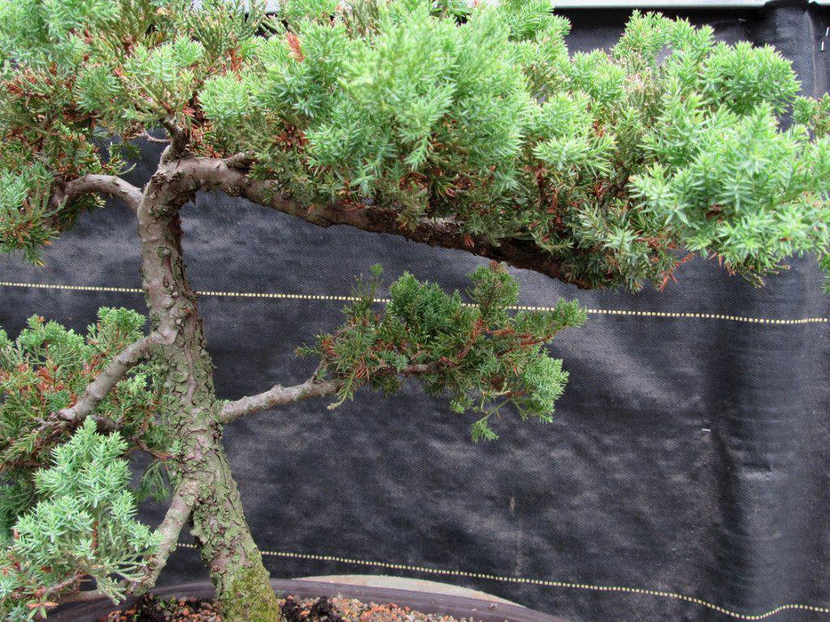 25 Year Old Classic Juniper Specimen Bonsai Tree Foliage