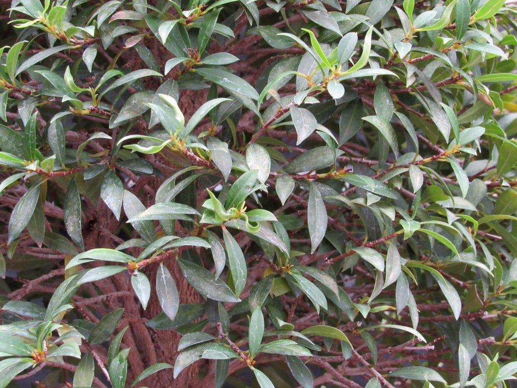 26 Year Old Brush Cherry Christmas Tree Specimen Bonsai Tree