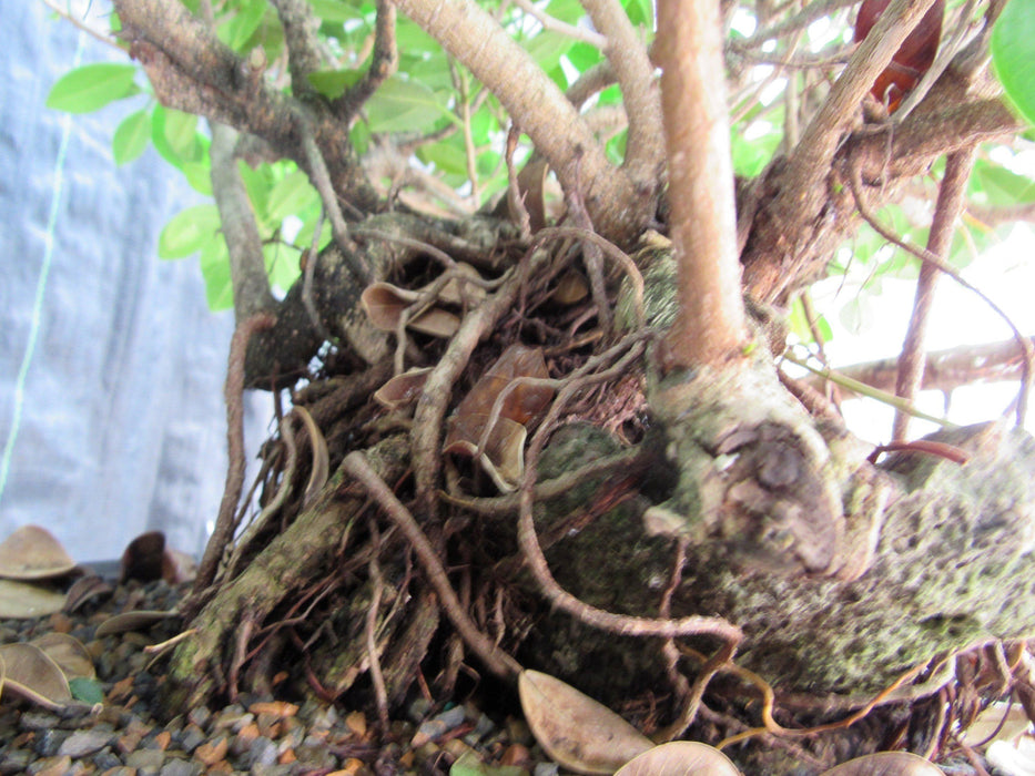 Green Island Ficus Root-Over-Rock - *Wigert's Specimen Tree* - Wigert's  Bonsai